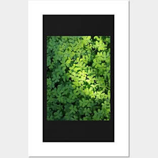 Soft green Posters and Art